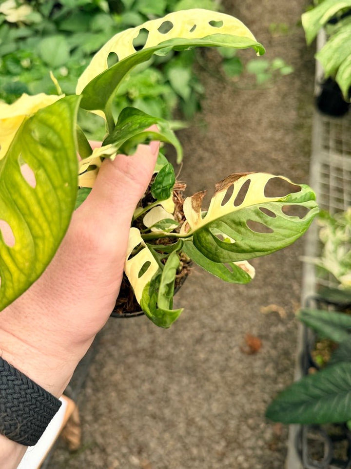 Handpicked 21 - Monstera Adansonii - Monkey Mask - Variegated Albo | Uprooted