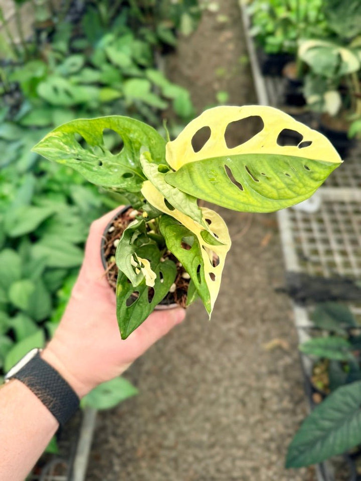 Handpicked 21 - Monstera Adansonii - Monkey Mask - Variegated Albo | Uprooted