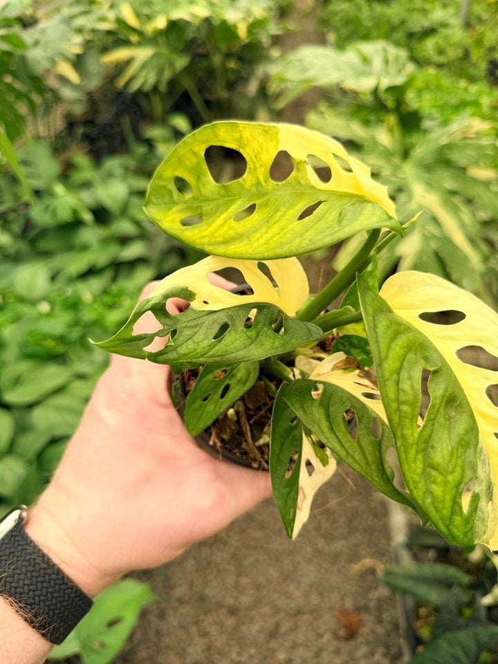 Handpicked 21 - Monstera Adansonii - Monkey Mask - Variegated Albo | Uprooted