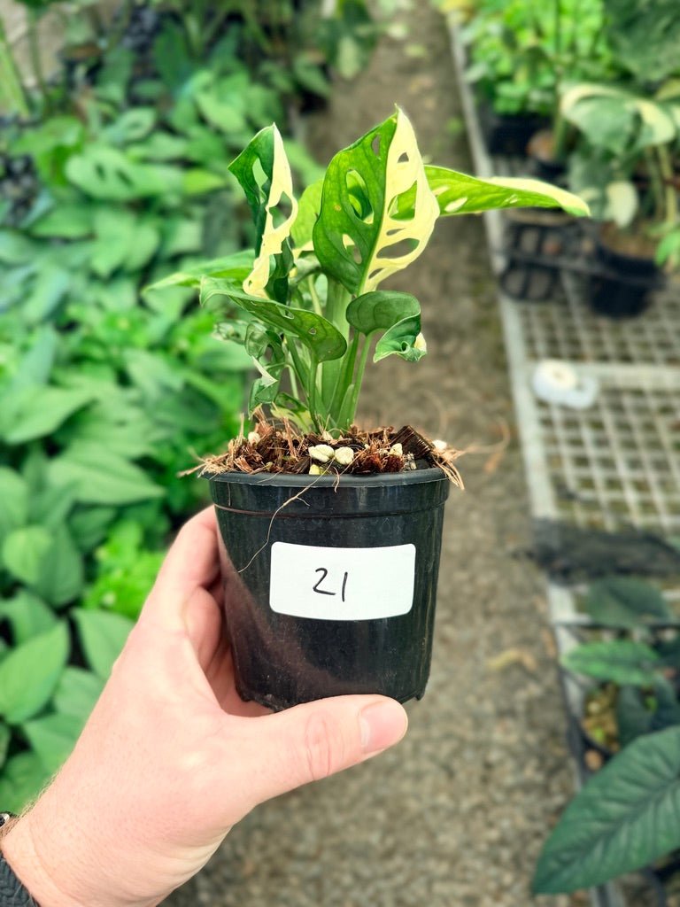 Handpicked 21 - Monstera Adansonii - Monkey Mask - Variegated Albo | Uprooted