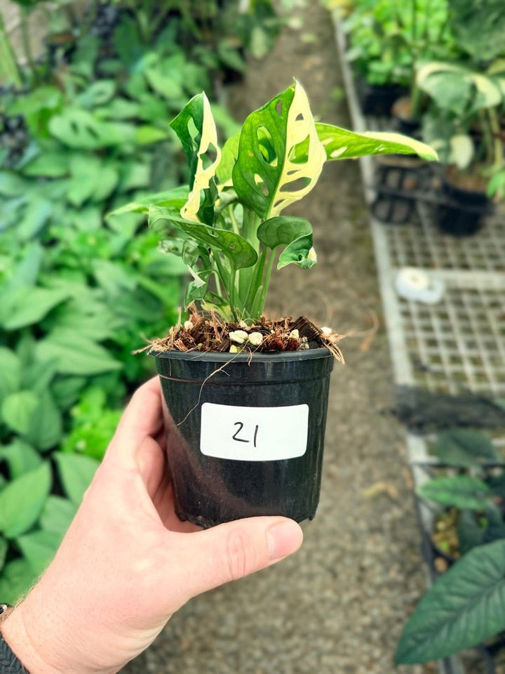 Handpicked 21 - Monstera Adansonii - Monkey Mask - Variegated Albo | Uprooted