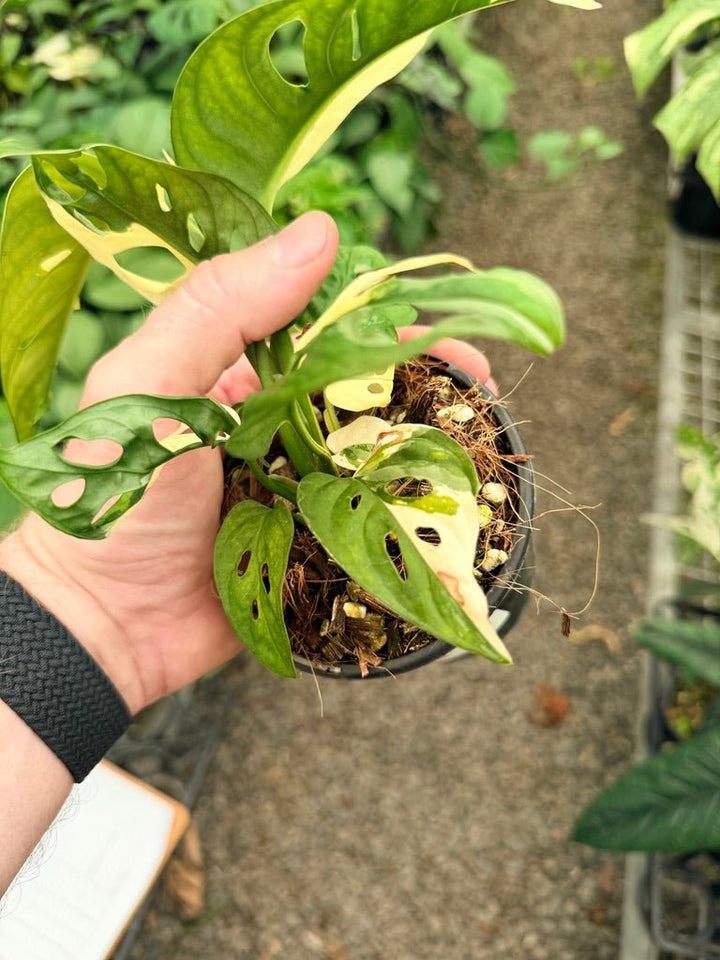 Handpicked 21 - Monstera Adansonii - Monkey Mask - Variegated Albo | Uprooted