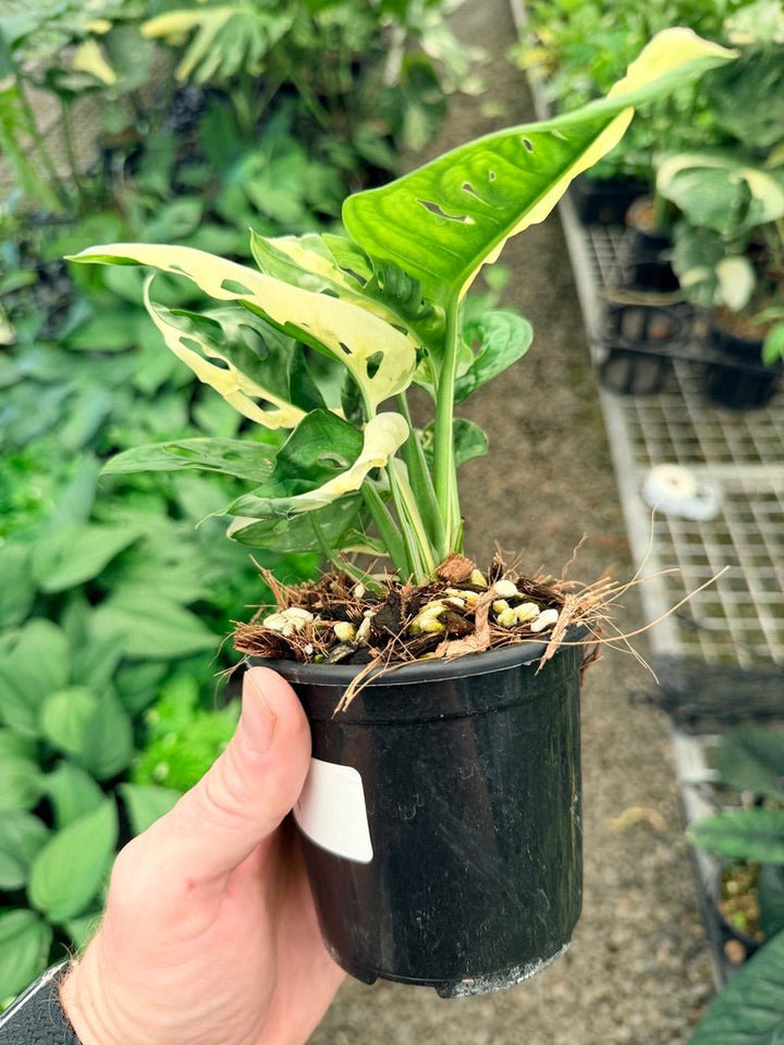 Handpicked 21 - Monstera Adansonii - Monkey Mask - Variegated Albo | Uprooted