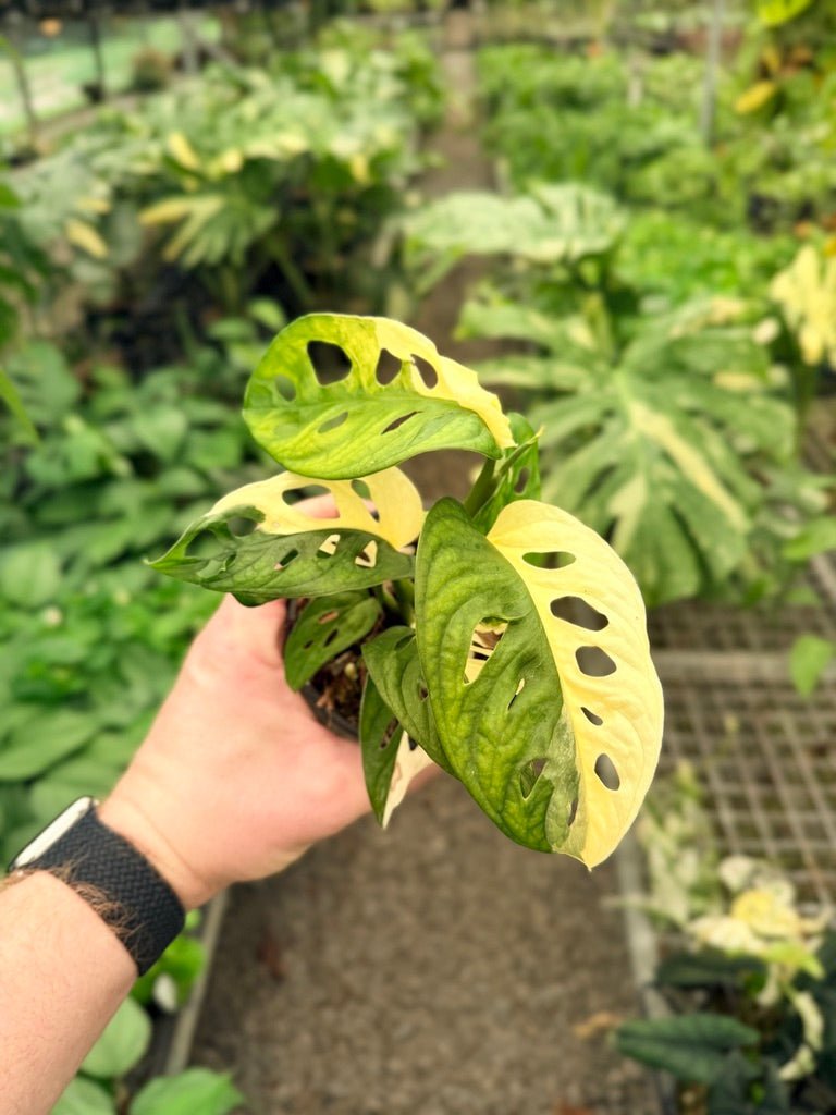 Handpicked 21 - Monstera Adansonii - Monkey Mask - Variegated Albo | Uprooted