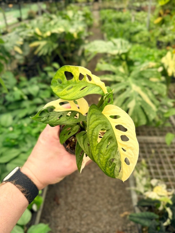 Handpicked 21 - Monstera Adansonii - Monkey Mask - Variegated Albo | Uprooted
