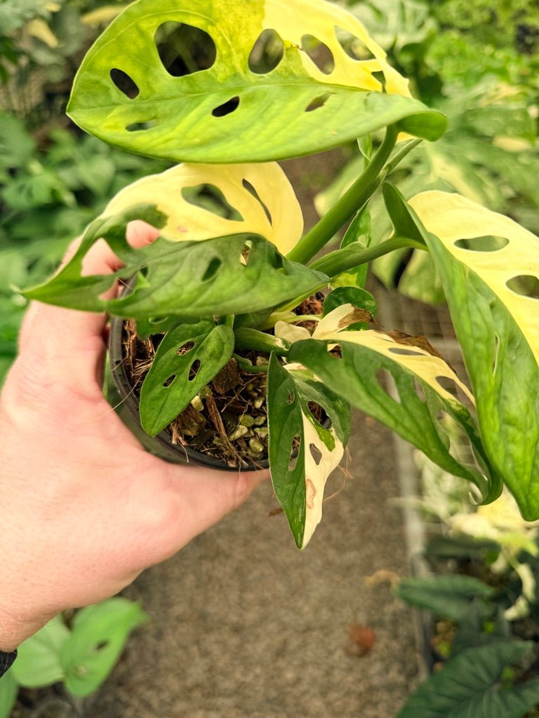 Handpicked 21 - Monstera Adansonii - Monkey Mask - Variegated Albo | Uprooted