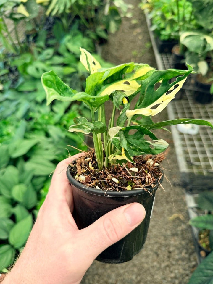 Handpicked 21 - Monstera Adansonii - Monkey Mask - Variegated Albo | Uprooted
