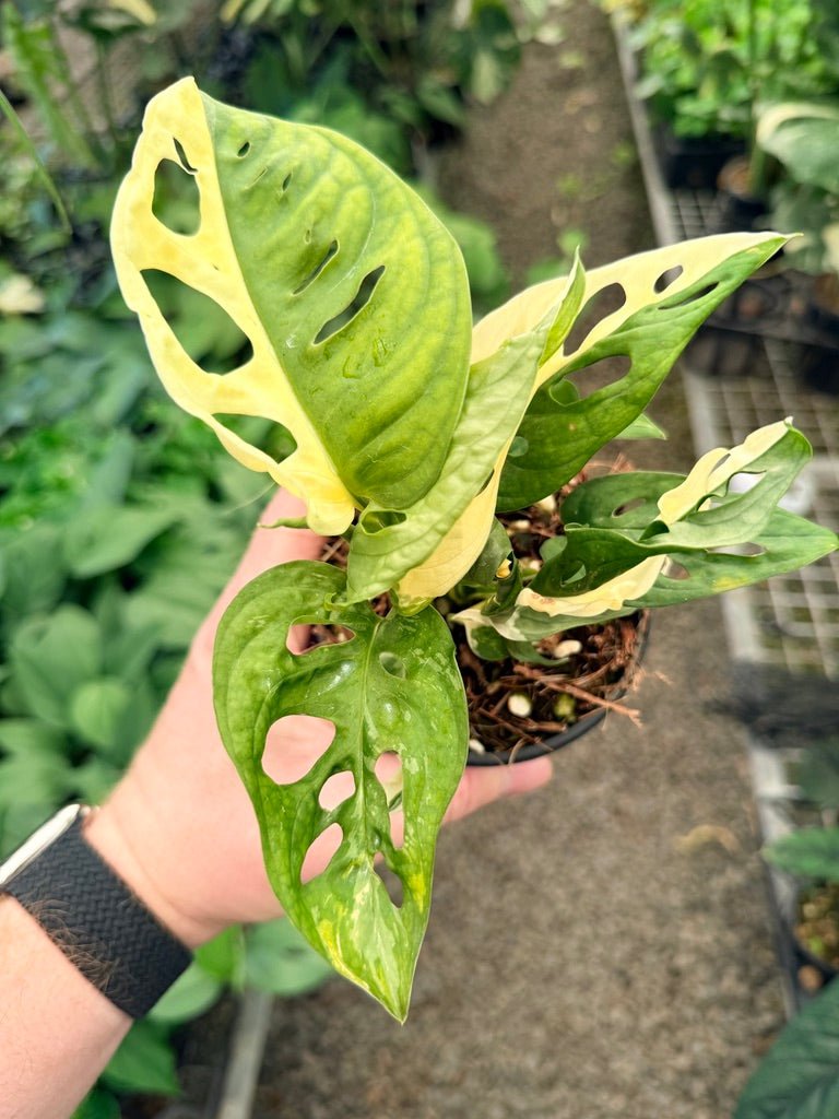 Handpicked 21 - Monstera Adansonii - Monkey Mask - Variegated Albo | Uprooted