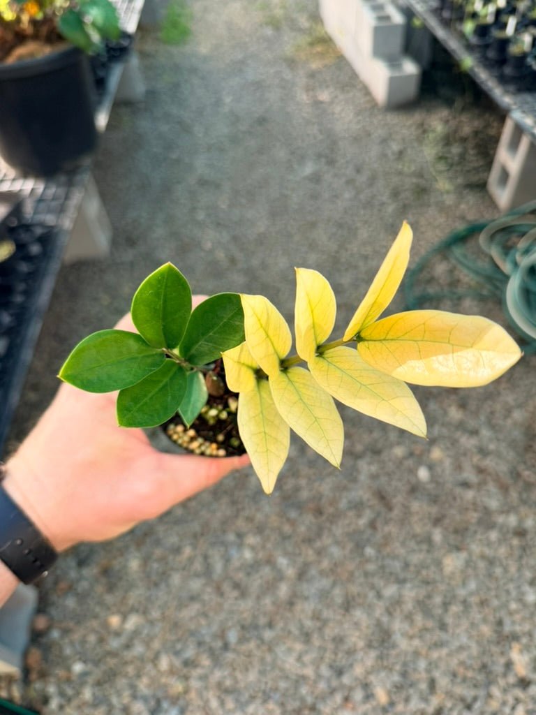 Handpicked 210 - Zamioculcas Zamiifolia - Akebono | Uprooted