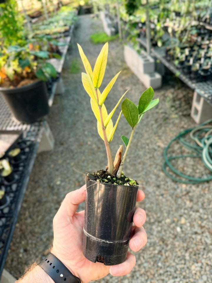Handpicked 210 - Zamioculcas Zamiifolia - Akebono | Uprooted