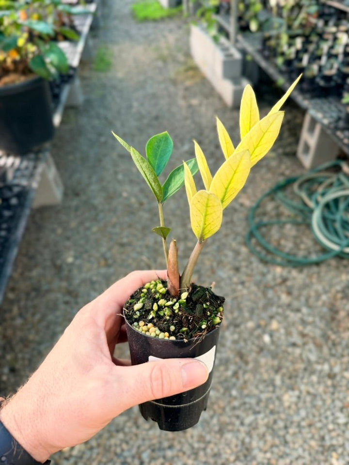 Handpicked 210 - Zamioculcas Zamiifolia - Akebono | Uprooted