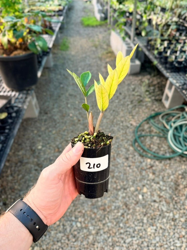 Handpicked 210 - Zamioculcas Zamiifolia - Akebono | Uprooted