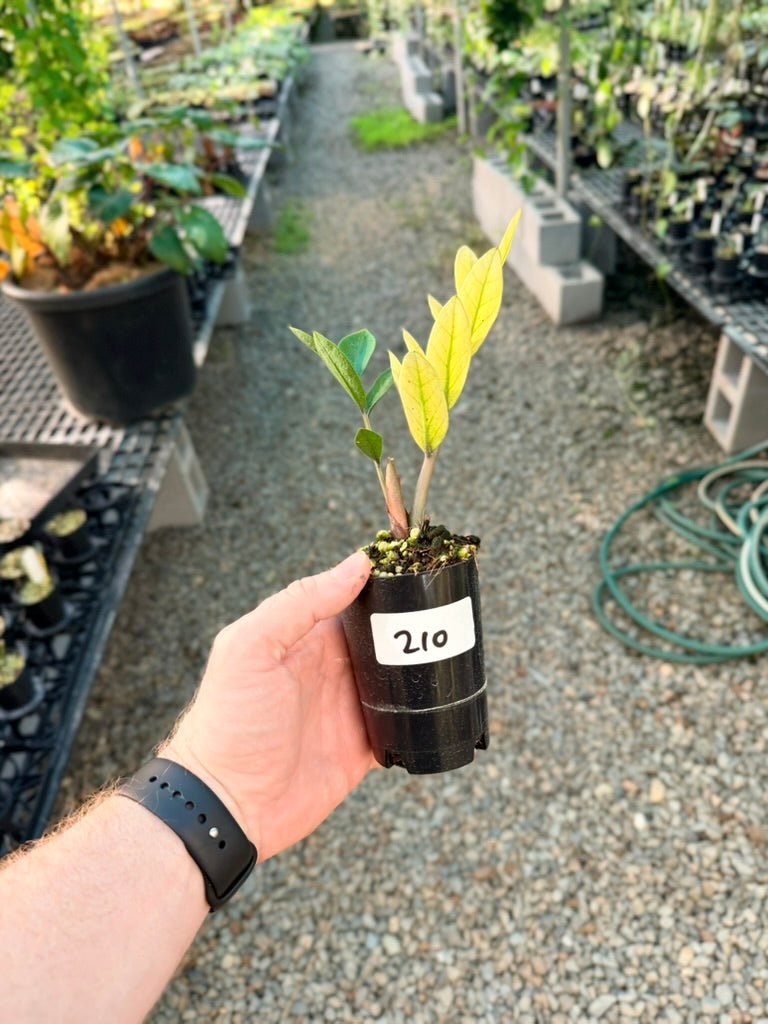 Handpicked 210 - Zamioculcas Zamiifolia - Akebono | Uprooted