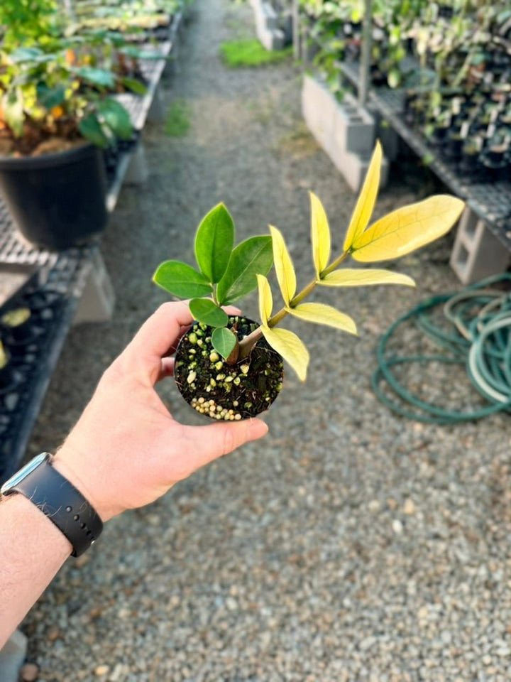 Handpicked 210 - Zamioculcas Zamiifolia - Akebono | Uprooted