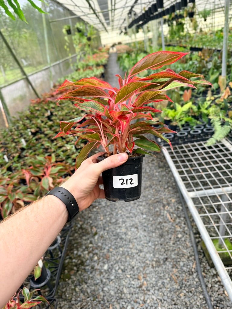Handpicked 212 - Aglaonema Commutatum NOID | Uprooted