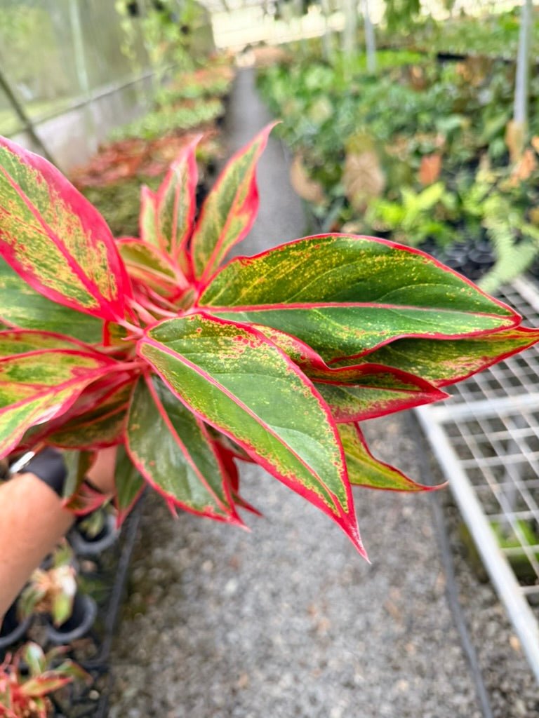 Handpicked 212 - Aglaonema Commutatum NOID | Uprooted