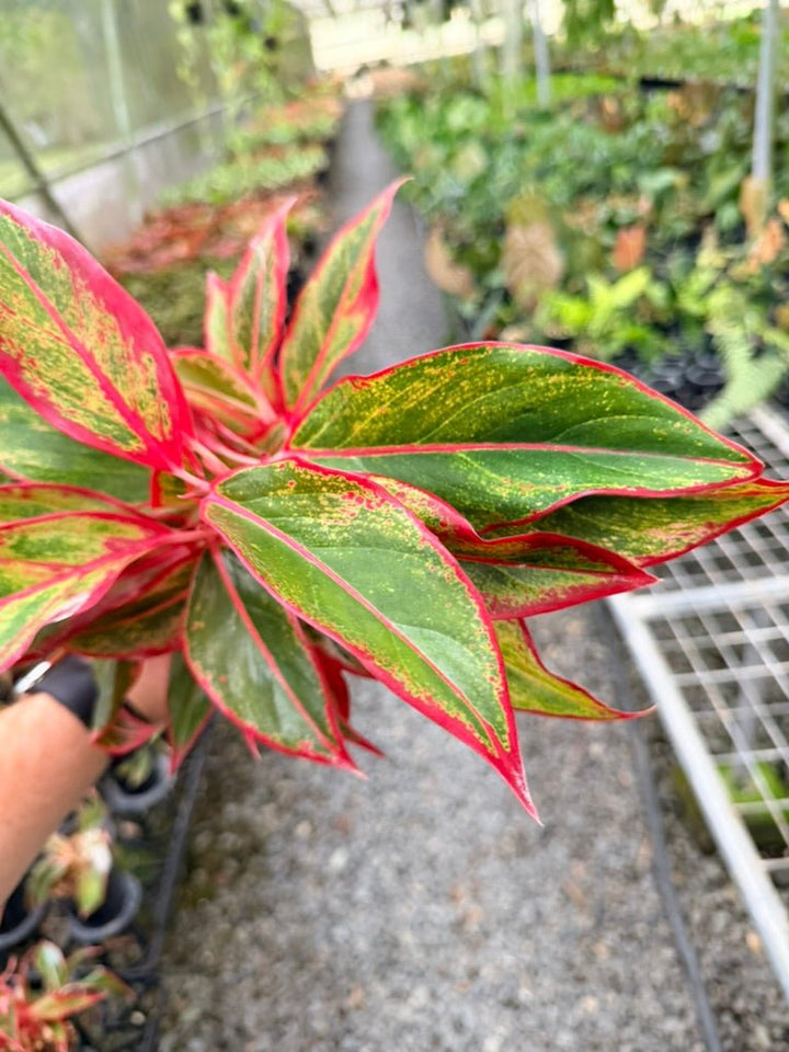 Handpicked 212 - Aglaonema Commutatum NOID | Uprooted