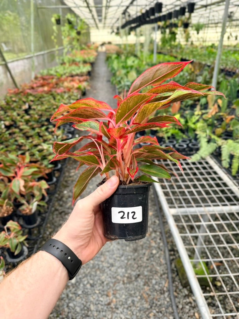 Handpicked 212 - Aglaonema Commutatum NOID | Uprooted