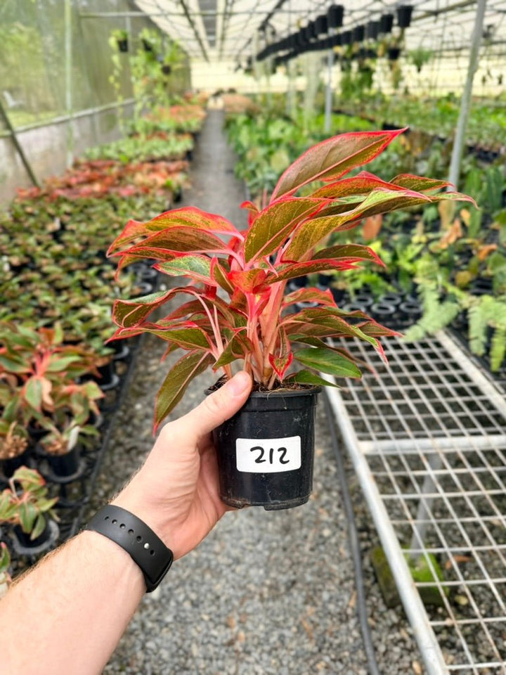 Handpicked 212 - Aglaonema Commutatum NOID | Uprooted