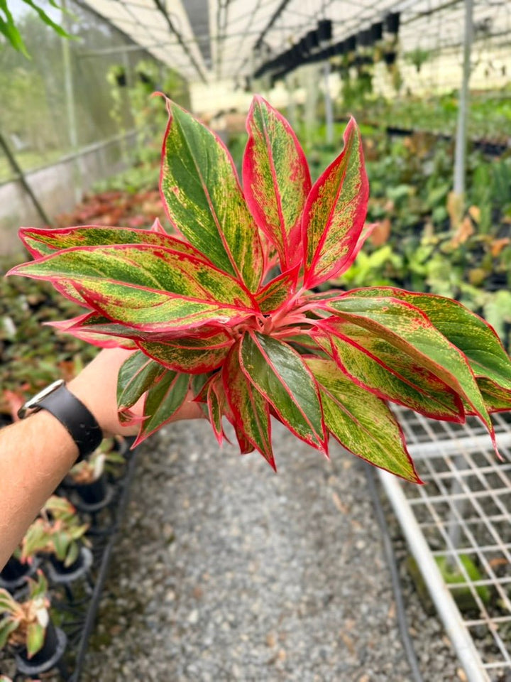Handpicked 212 - Aglaonema Commutatum NOID | Uprooted