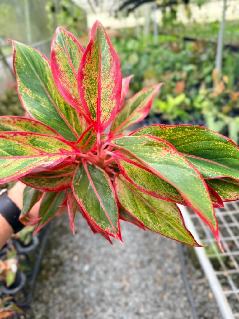 Handpicked 212 - Aglaonema Commutatum NOID | Uprooted