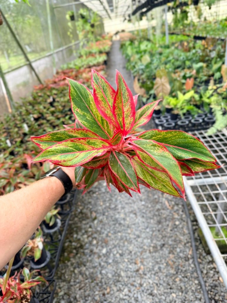 Handpicked 212 - Aglaonema Commutatum NOID | Uprooted