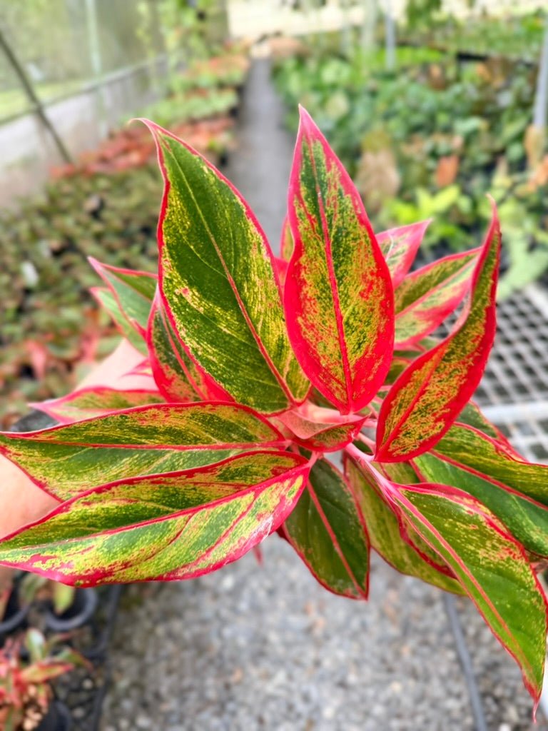 Handpicked 212 - Aglaonema Commutatum NOID | Uprooted