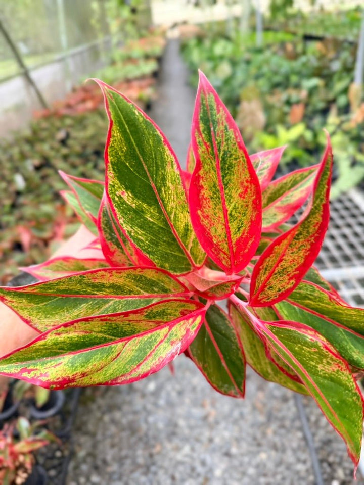 Handpicked 212 - Aglaonema Commutatum NOID | Uprooted