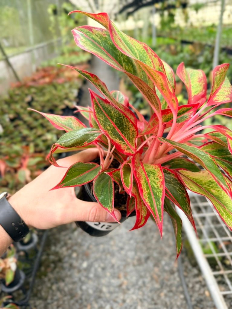 Handpicked 212 - Aglaonema Commutatum NOID | Uprooted