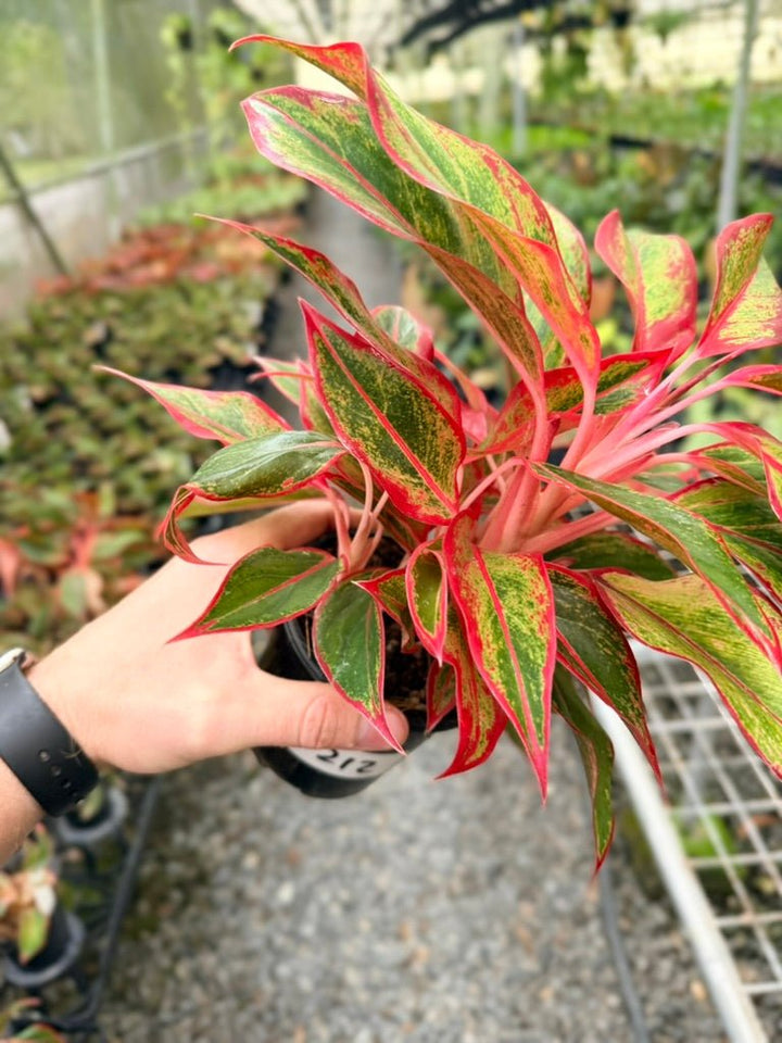 Handpicked 212 - Aglaonema Commutatum NOID | Uprooted