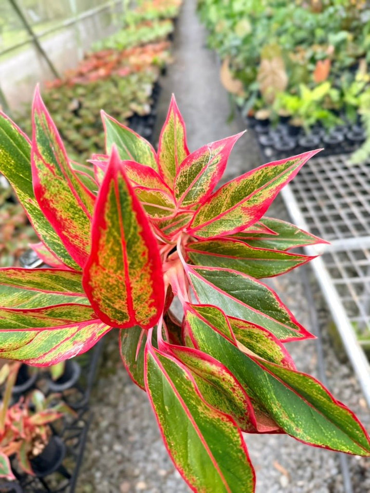 Handpicked 212 - Aglaonema Commutatum NOID | Uprooted