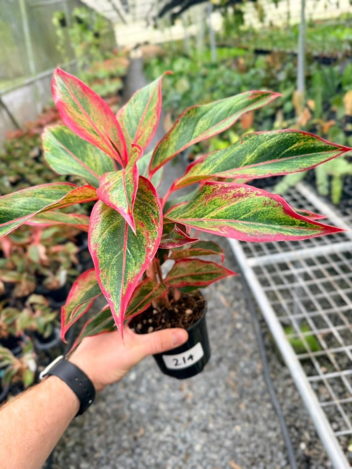 Handpicked 214 - Aglaonema Commutatum NOID | Uprooted