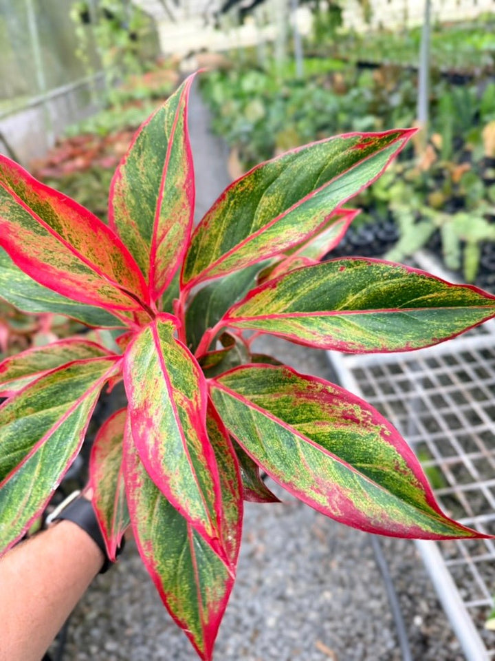 Handpicked 214 - Aglaonema Commutatum NOID | Uprooted
