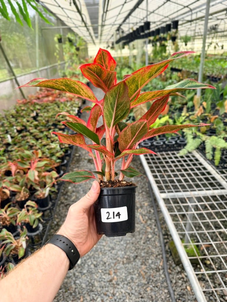 Handpicked 214 - Aglaonema Commutatum NOID | Uprooted