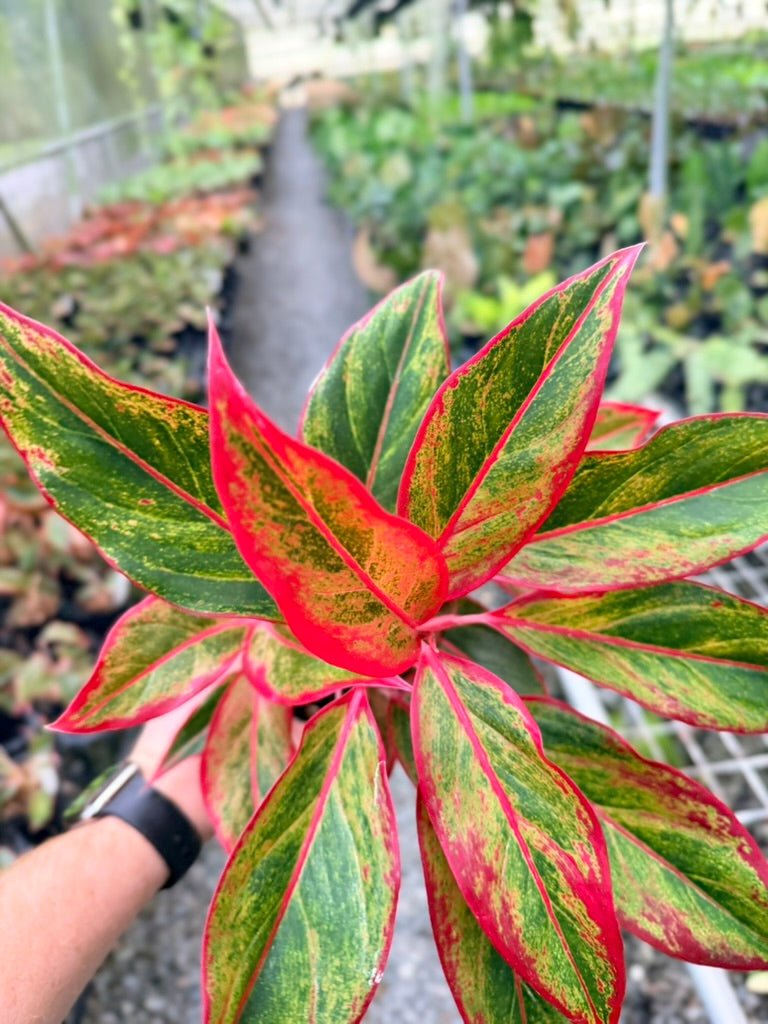 Handpicked 214 - Aglaonema Commutatum NOID | Uprooted