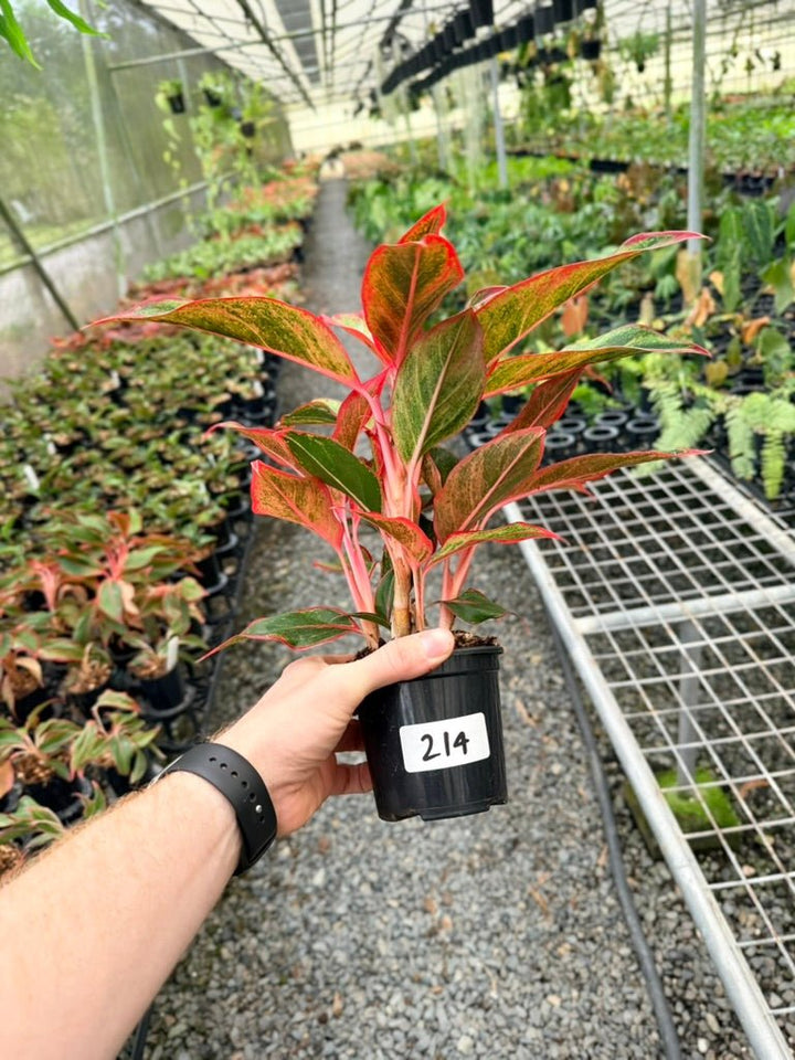 Handpicked 214 - Aglaonema Commutatum NOID | Uprooted