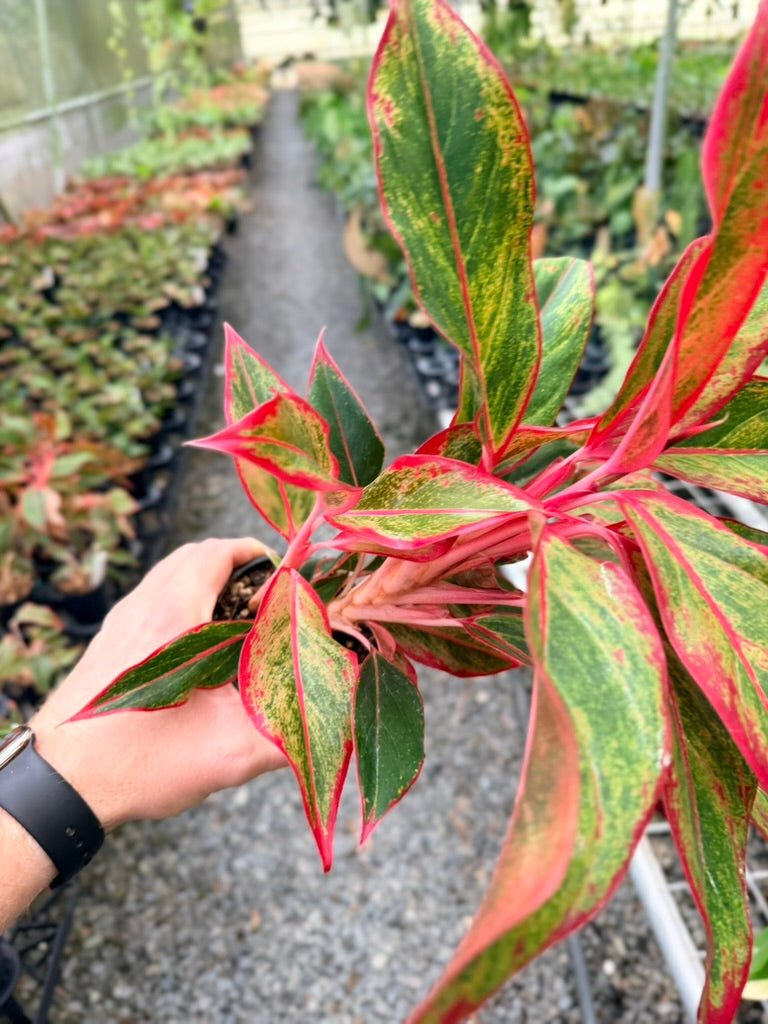 Handpicked 214 - Aglaonema Commutatum NOID | Uprooted