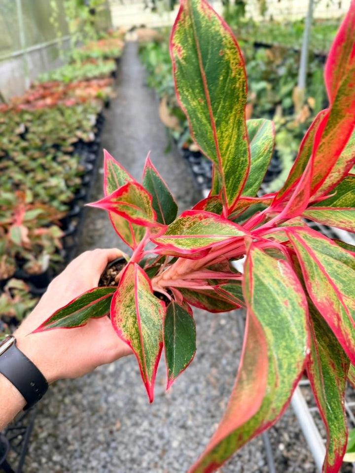 Handpicked 214 - Aglaonema Commutatum NOID | Uprooted