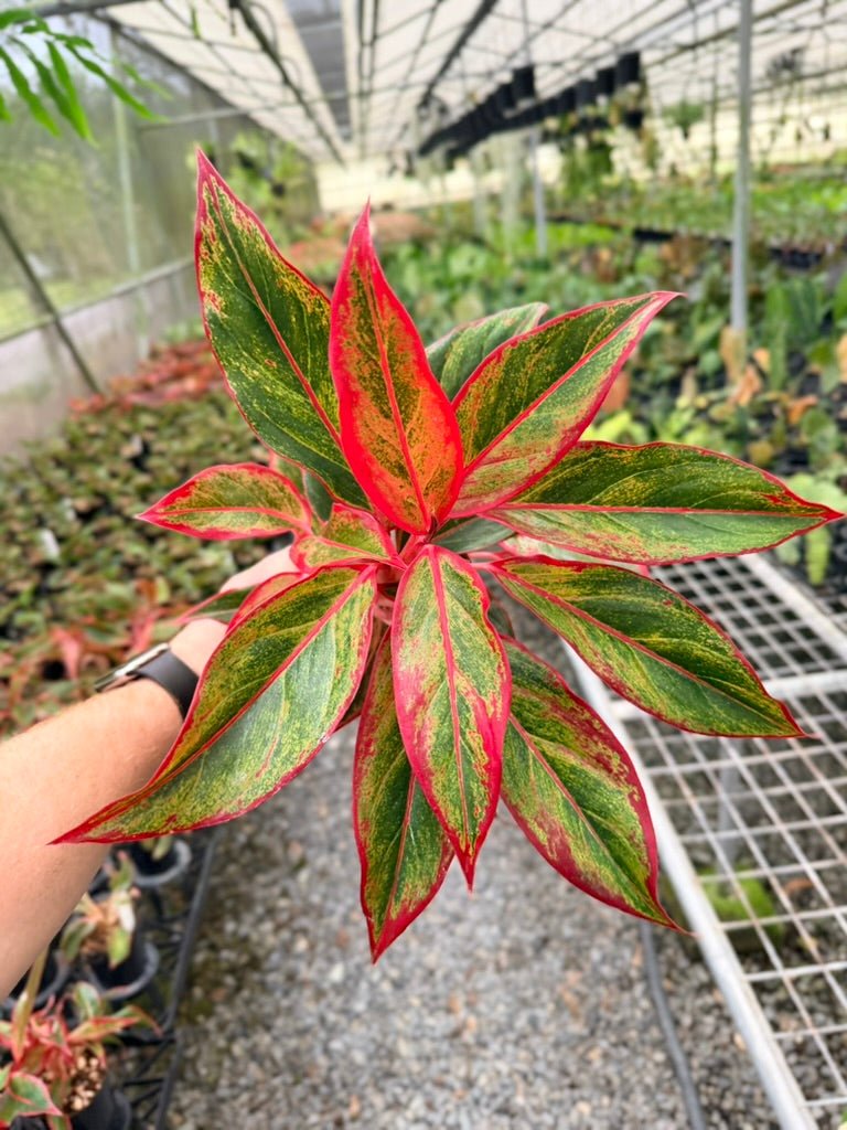 Handpicked 214 - Aglaonema Commutatum NOID | Uprooted