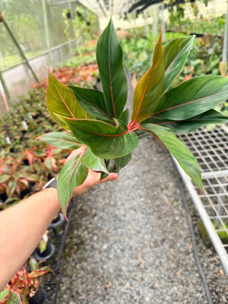 Handpicked 215 - Aglaonema Commutatum NOID | Uprooted