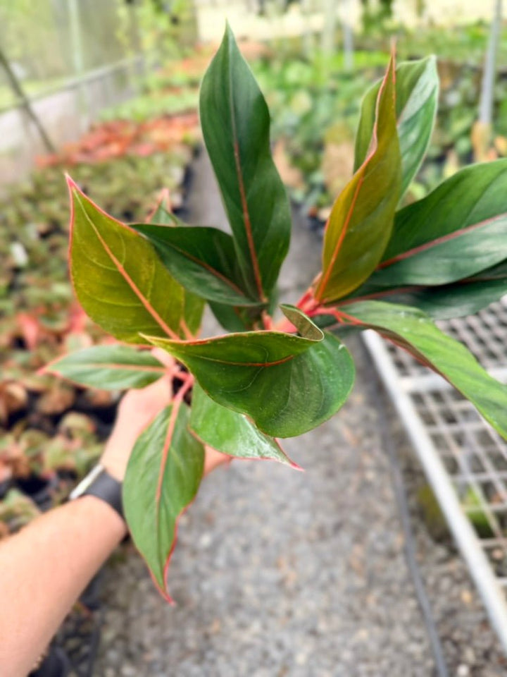 Handpicked 215 - Aglaonema Commutatum NOID | Uprooted