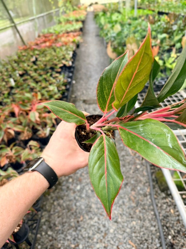 Handpicked 215 - Aglaonema Commutatum NOID | Uprooted