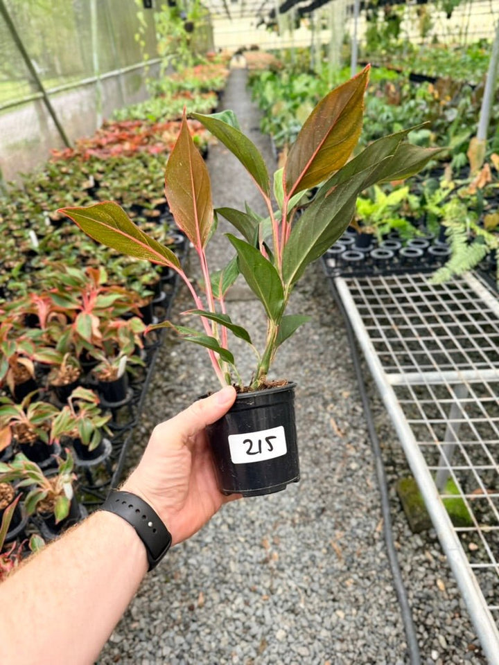 Handpicked 215 - Aglaonema Commutatum NOID | Uprooted