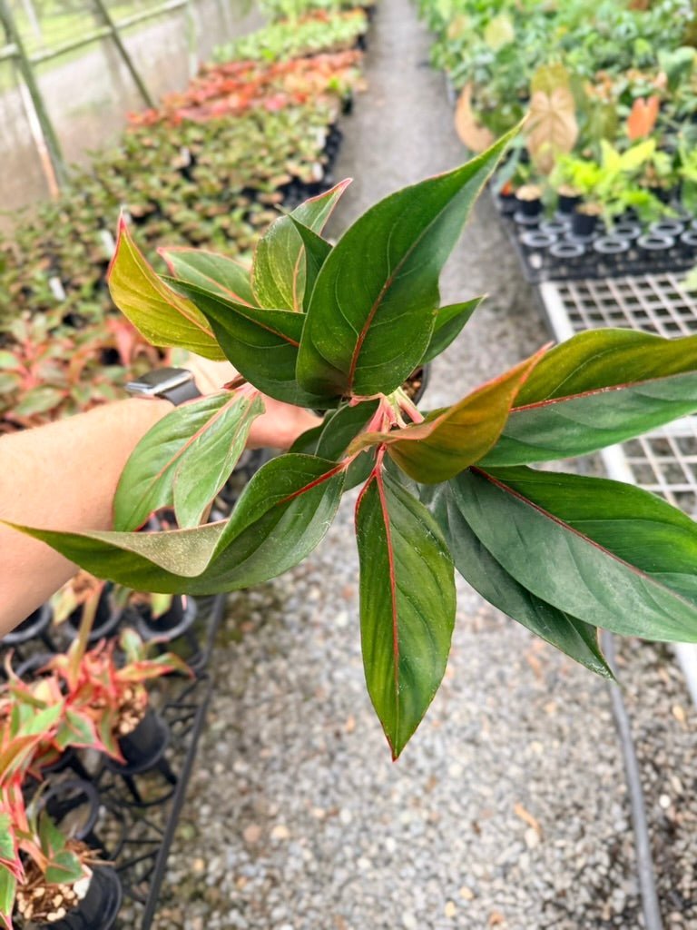Handpicked 215 - Aglaonema Commutatum NOID | Uprooted