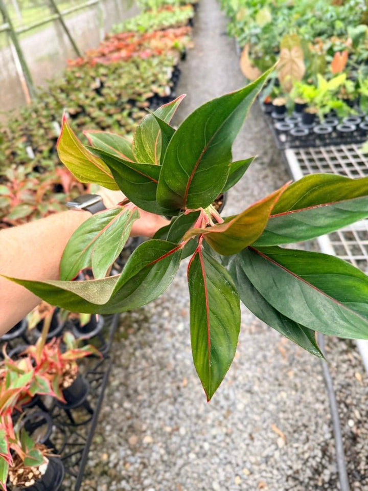 Handpicked 215 - Aglaonema Commutatum NOID | Uprooted
