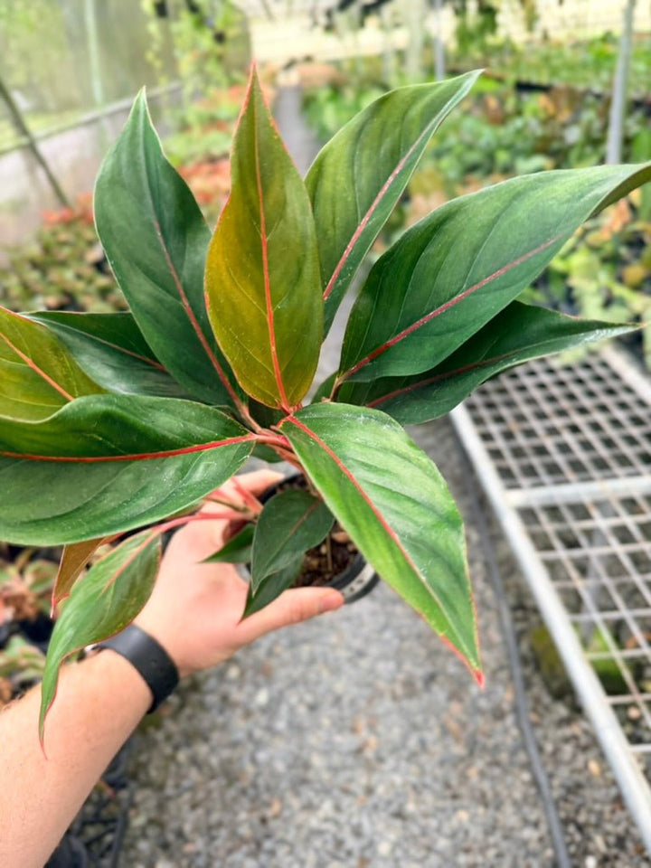 Handpicked 215 - Aglaonema Commutatum NOID | Uprooted