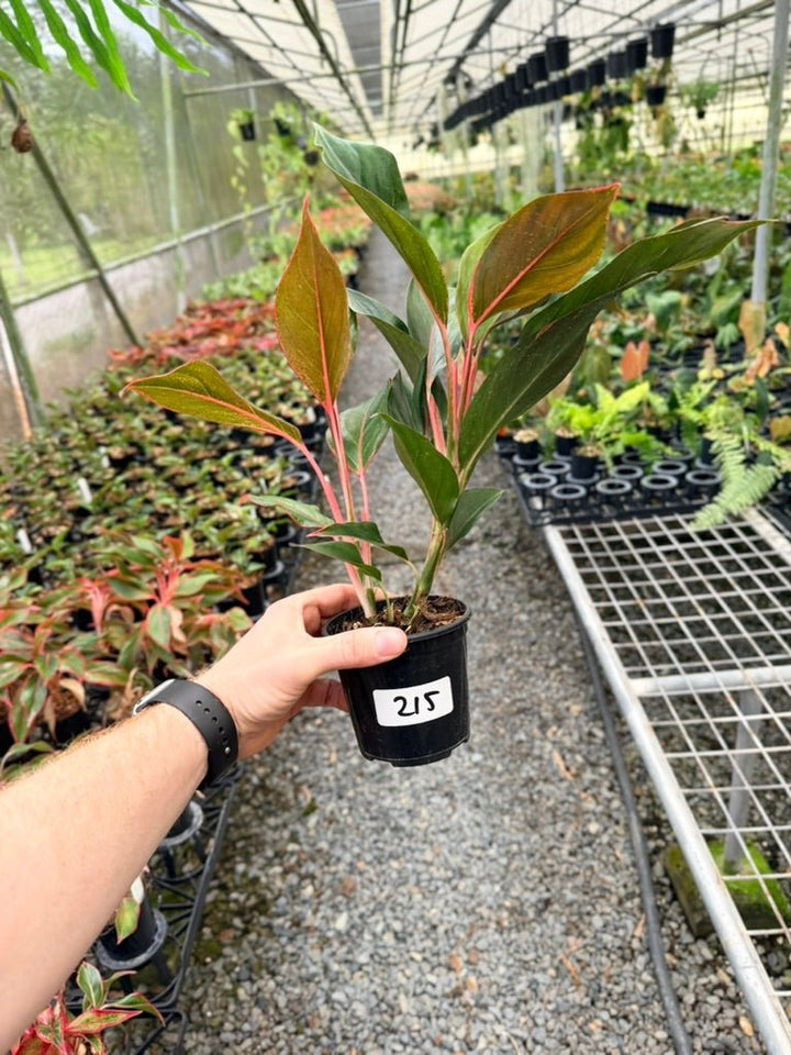 Handpicked 215 - Aglaonema Commutatum NOID | Uprooted
