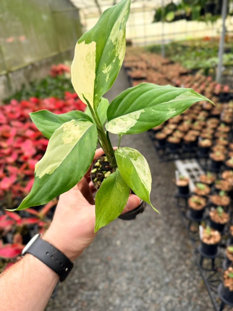Handpicked 216 - Aglaonema Modestum Variegata | Uprooted