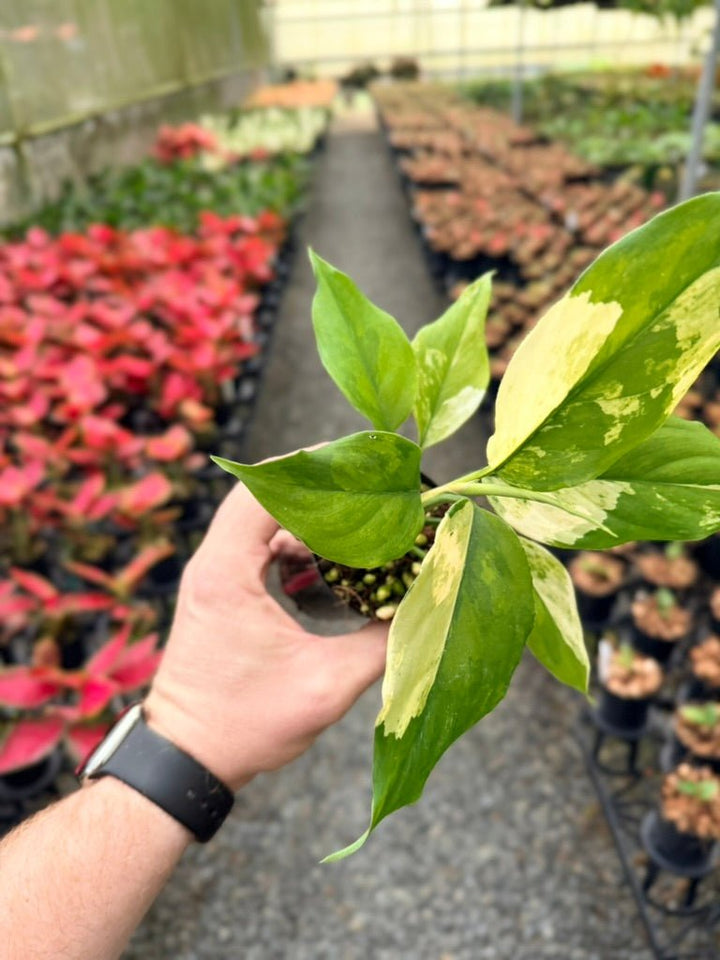 Handpicked 216 - Aglaonema Modestum Variegata | Uprooted
