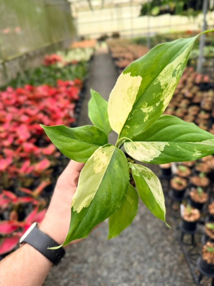 Handpicked 216 - Aglaonema Modestum Variegata | Uprooted